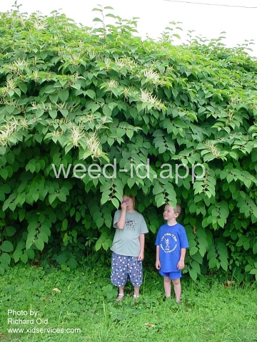 knotweed, Bohemian